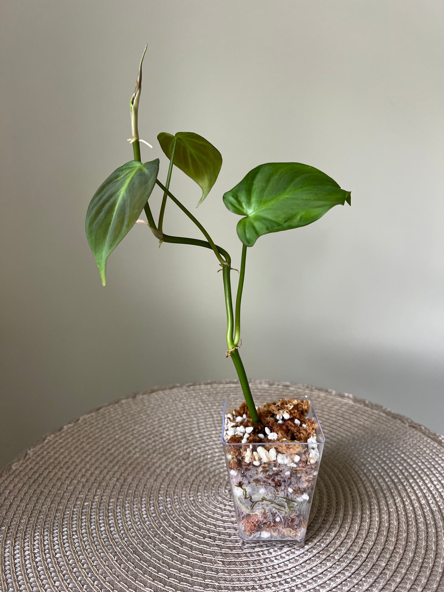 Philodendron Camposportoanum (24)