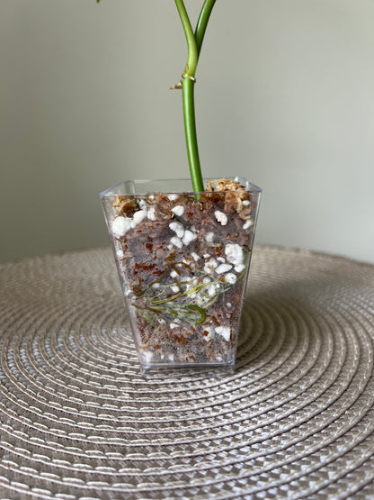 Philodendron Camposportoanum (24)