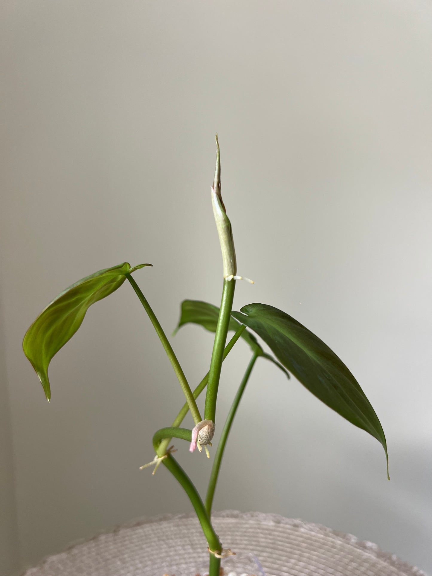 Philodendron Camposportoanum (24)