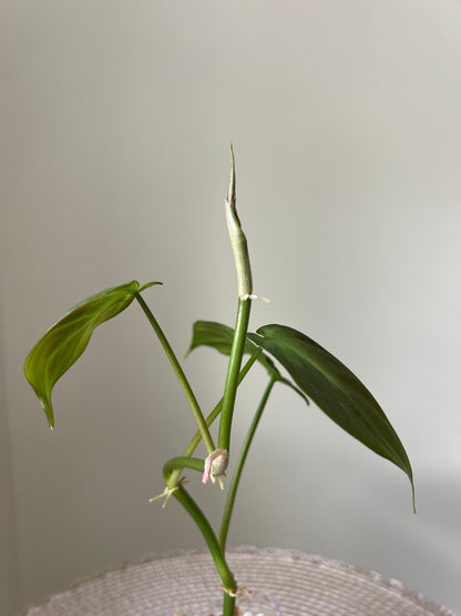 Philodendron Camposportoanum (24)