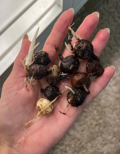 Alocasia Ninja corms (2 corms per order)