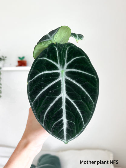 Alocasia Ninja corms (2 corms per order)