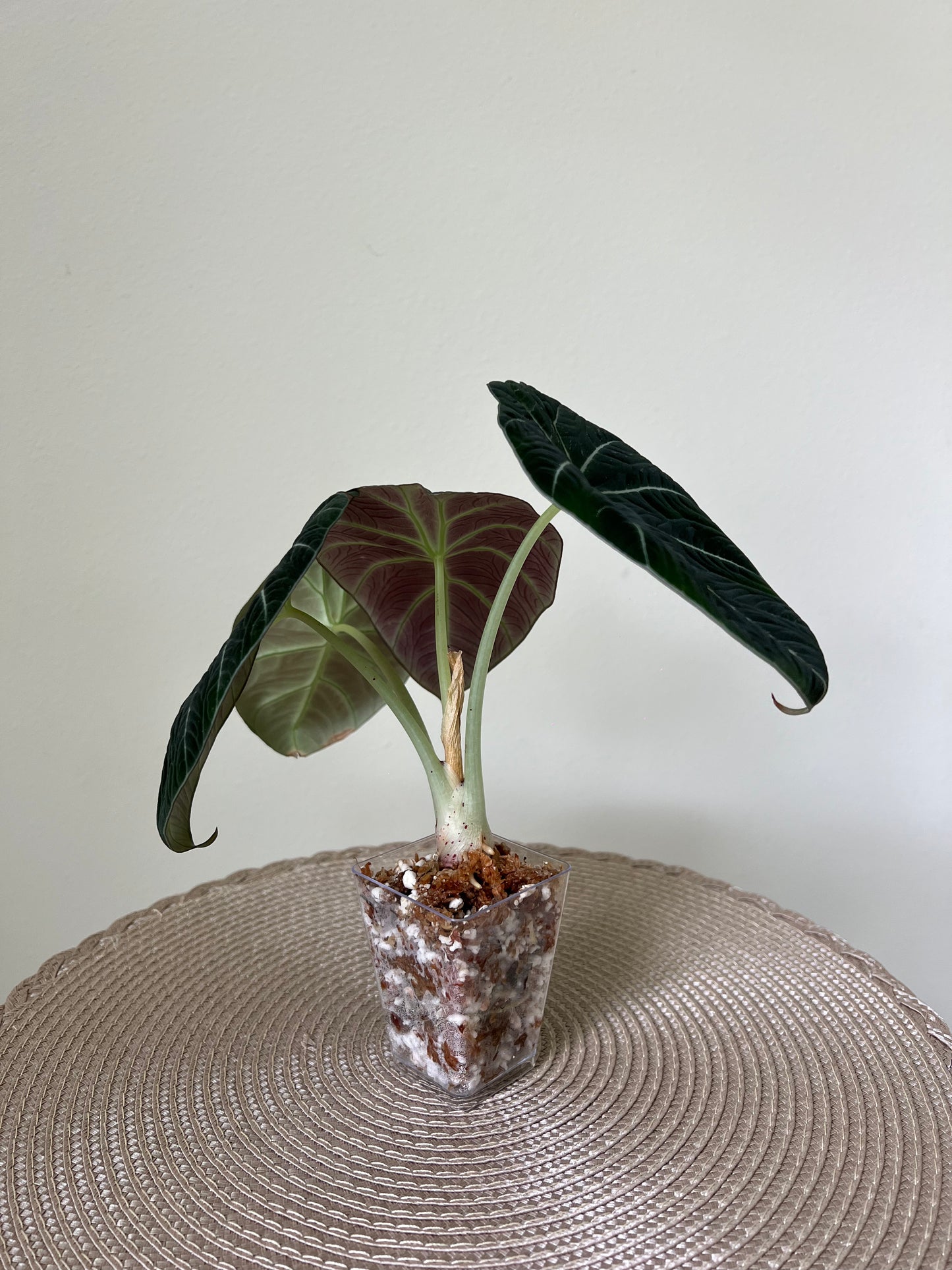 Alocasia Black Velvet (18)