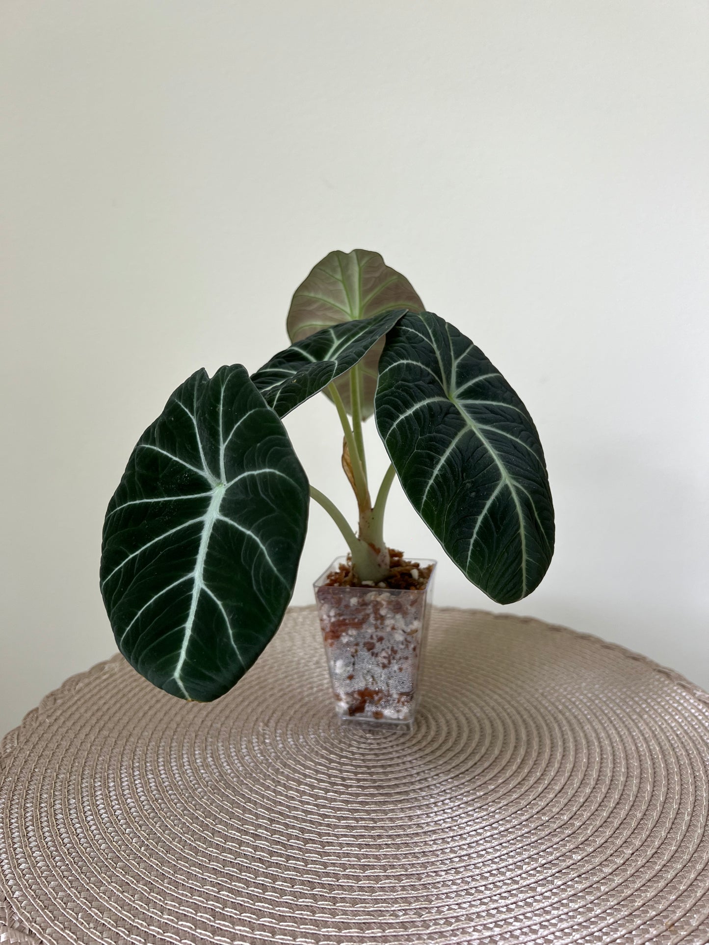 Alocasia Black Velvet (18)