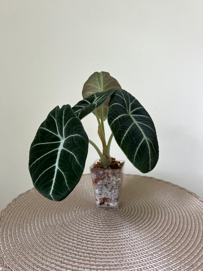 Alocasia Black Velvet (18)