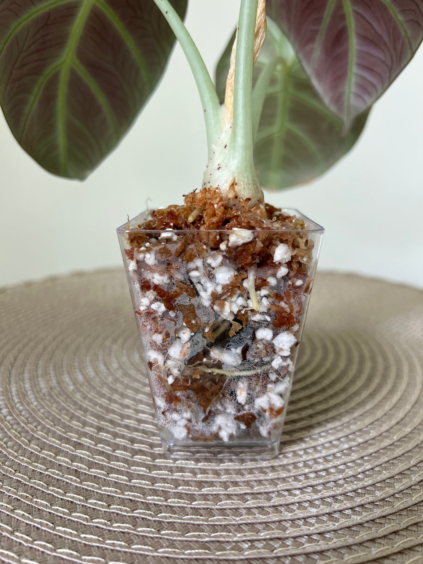 Alocasia Black Velvet (18)