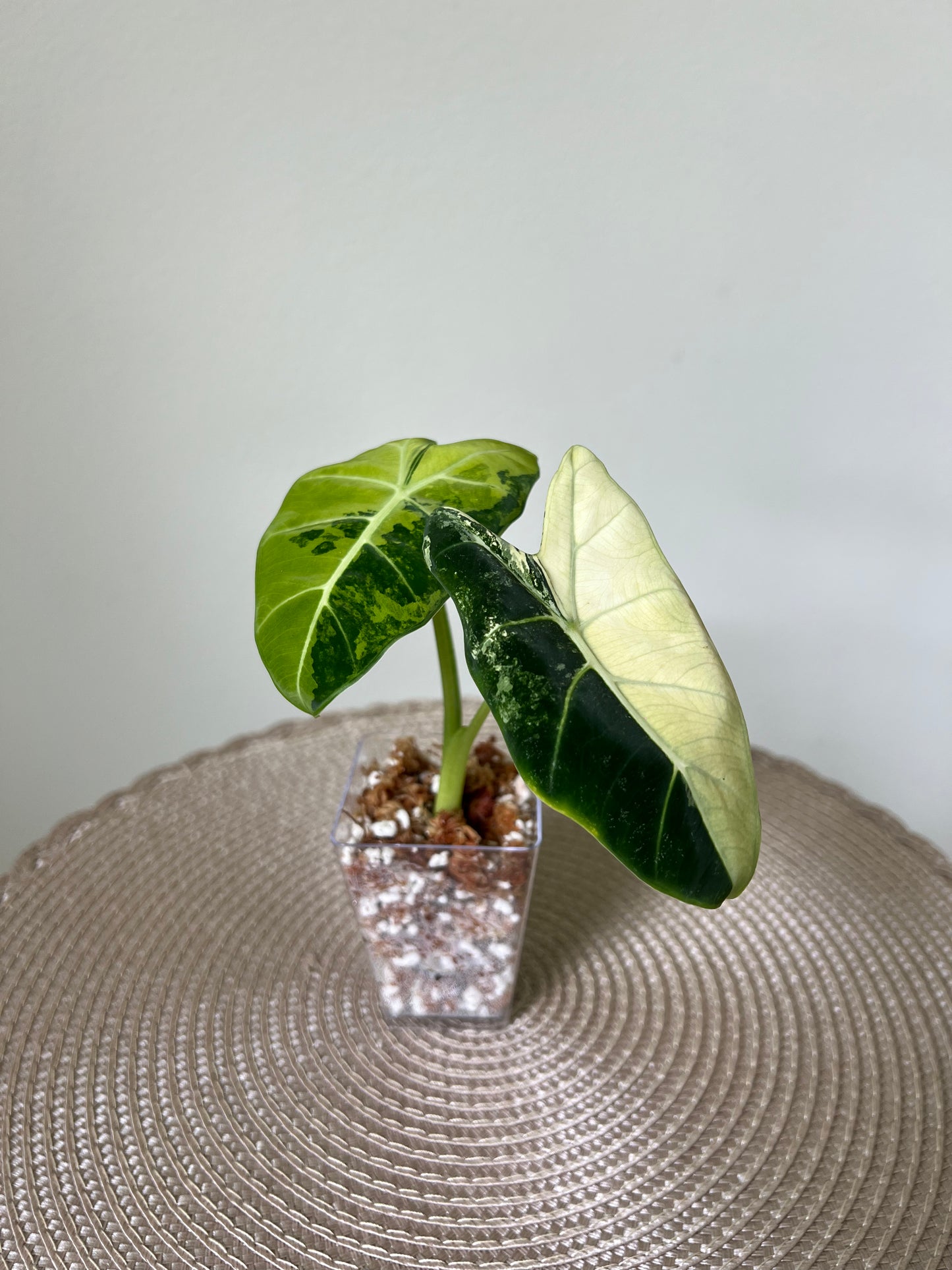 Alocasia variegated Frydek (26)