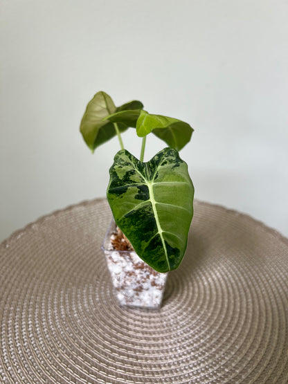 Alocasia variegated Frydek (26)