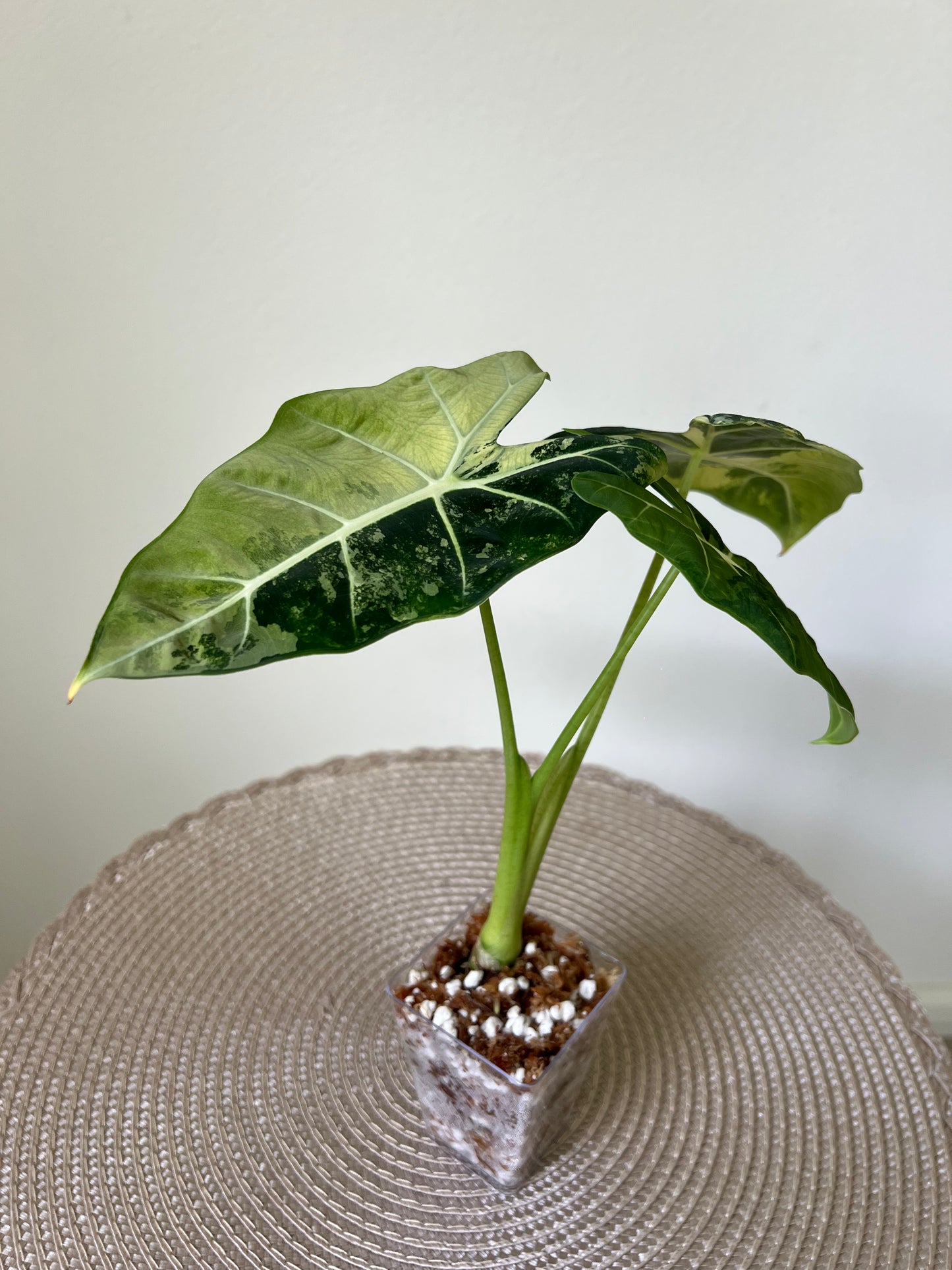Alocasia variegated Frydek (8)