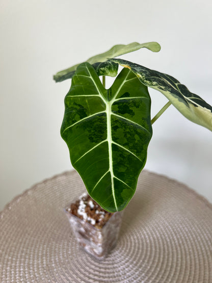 Alocasia variegated Frydek (8)