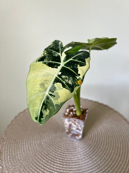 Alocasia variegated Frydek (8)