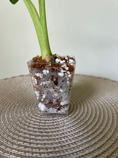 Alocasia variegated Frydek (8)