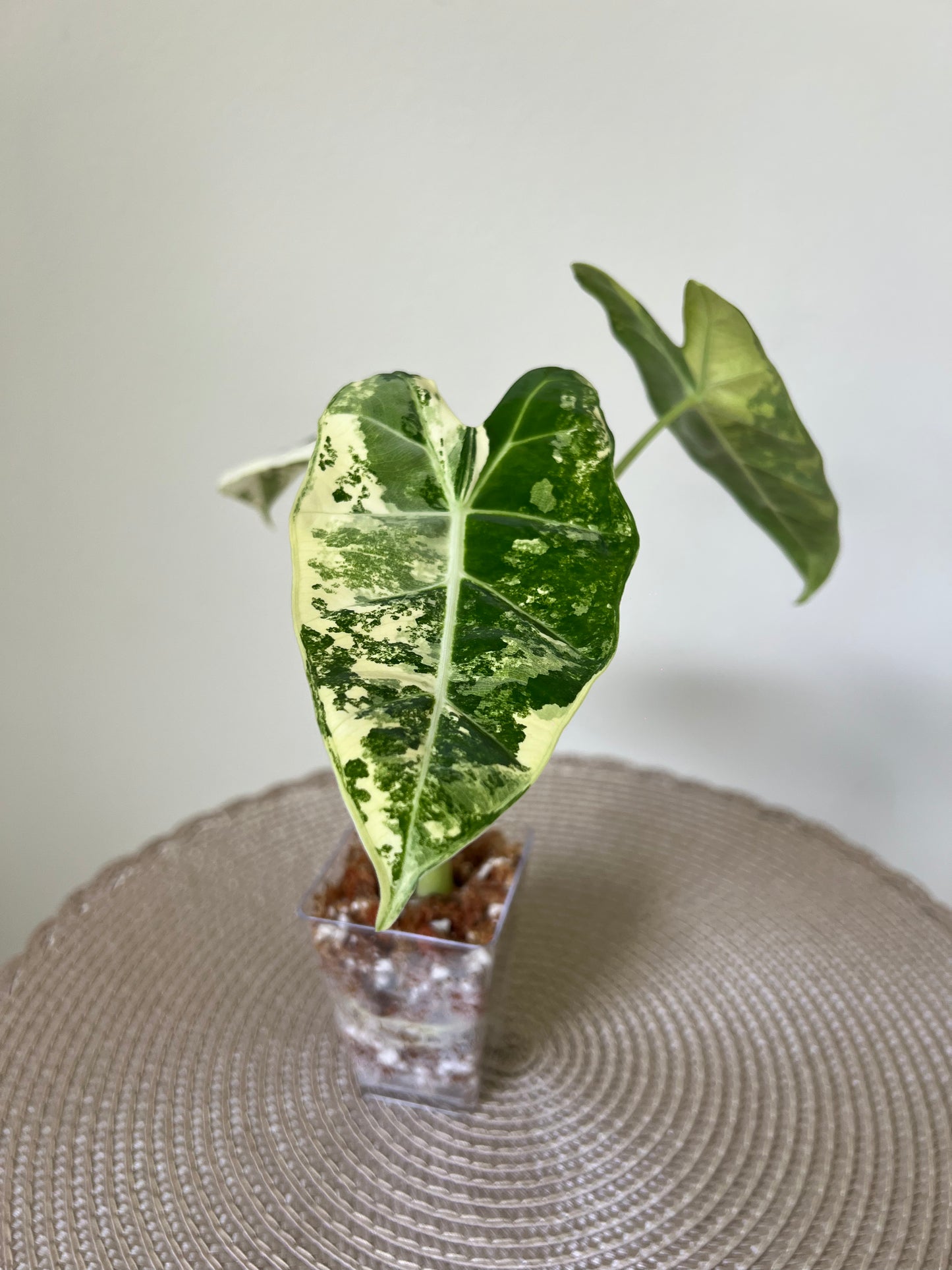 Alocasia variegated Frydek (16)