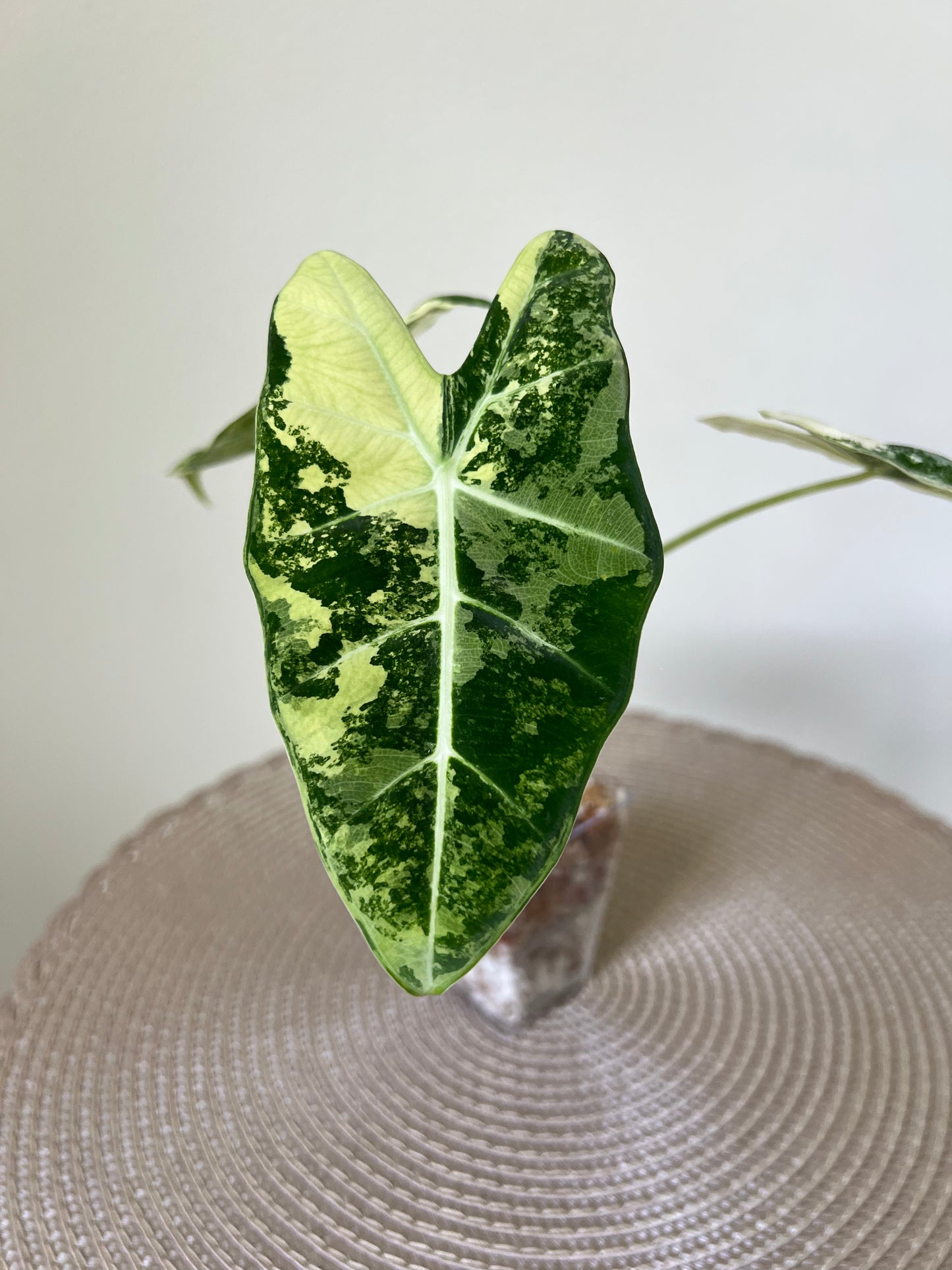 Alocasia variegated Frydek (16)