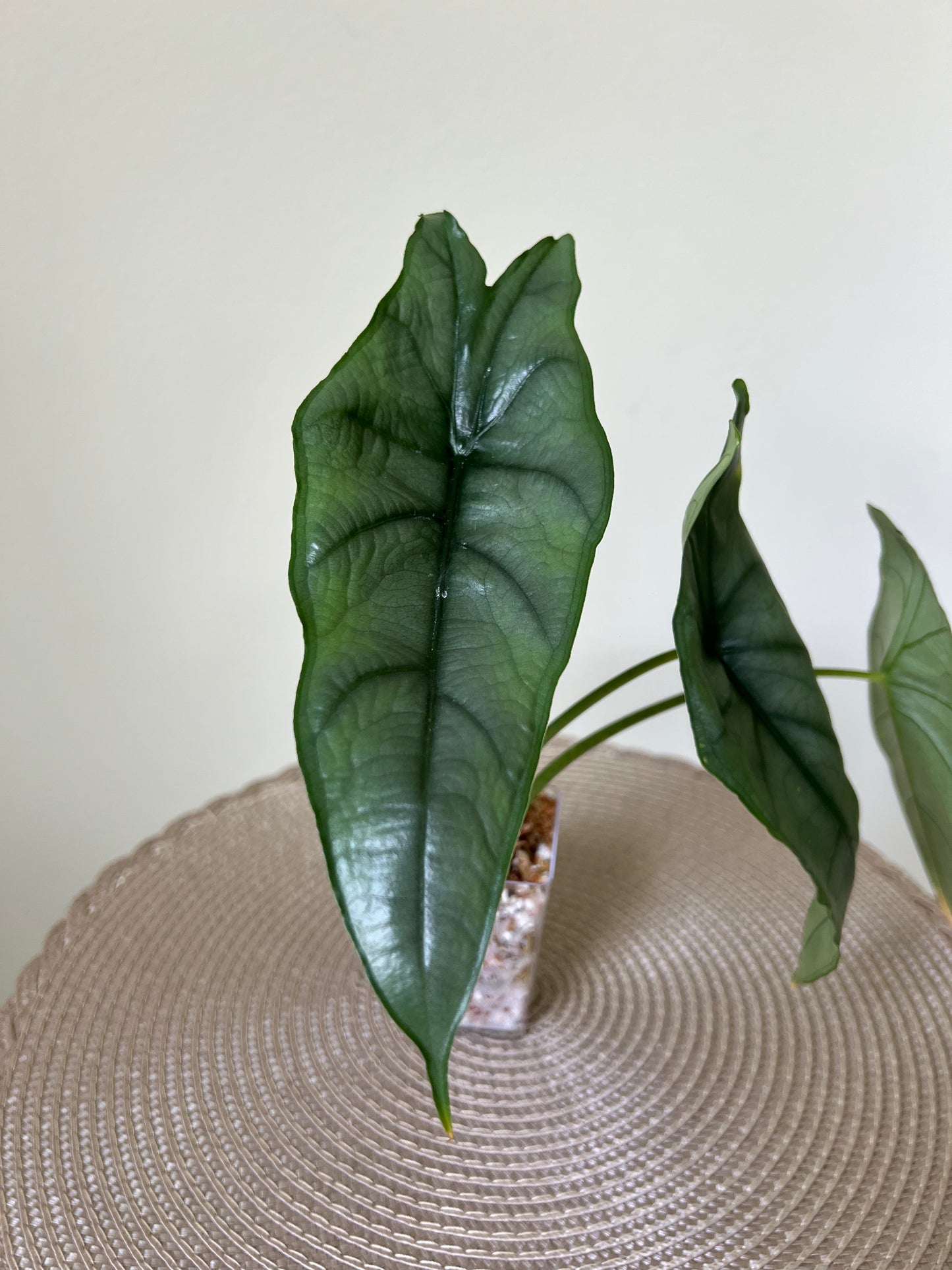 Alocasia Dragon's Breath (5)
