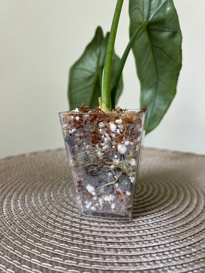 Alocasia Dragon's Breath (5)