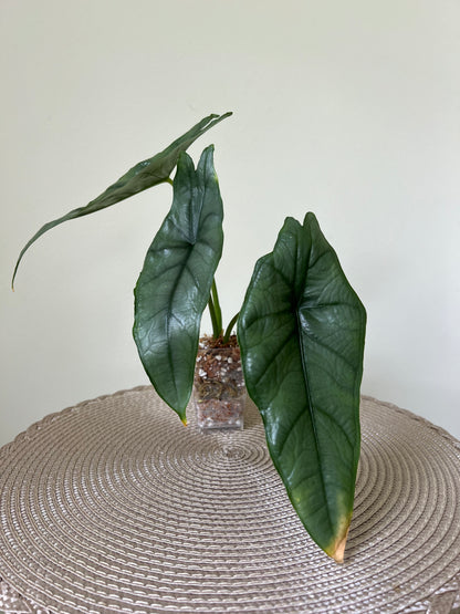 Alocasia Dragon's Breath (5)