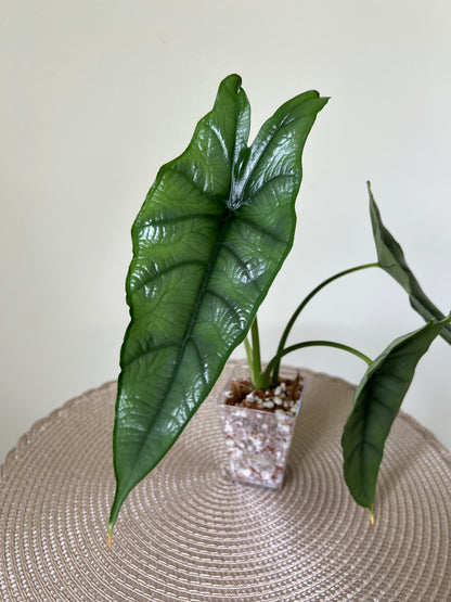 Alocasia Dragon's Breath (27)