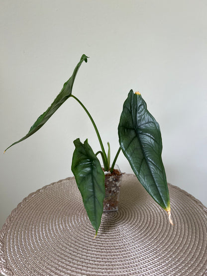 Alocasia Dragon's Breath (27)