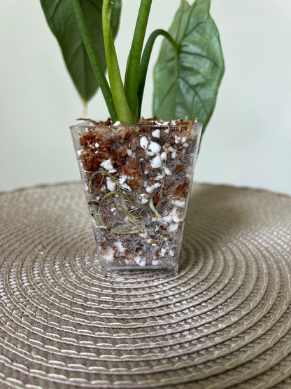 Alocasia Dragon's Breath (27)