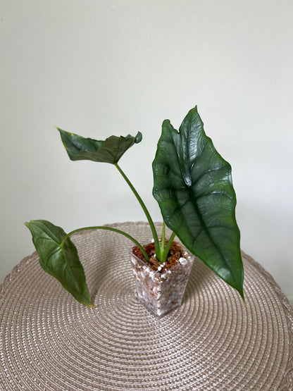 Alocasia Dragon's Breath (33)