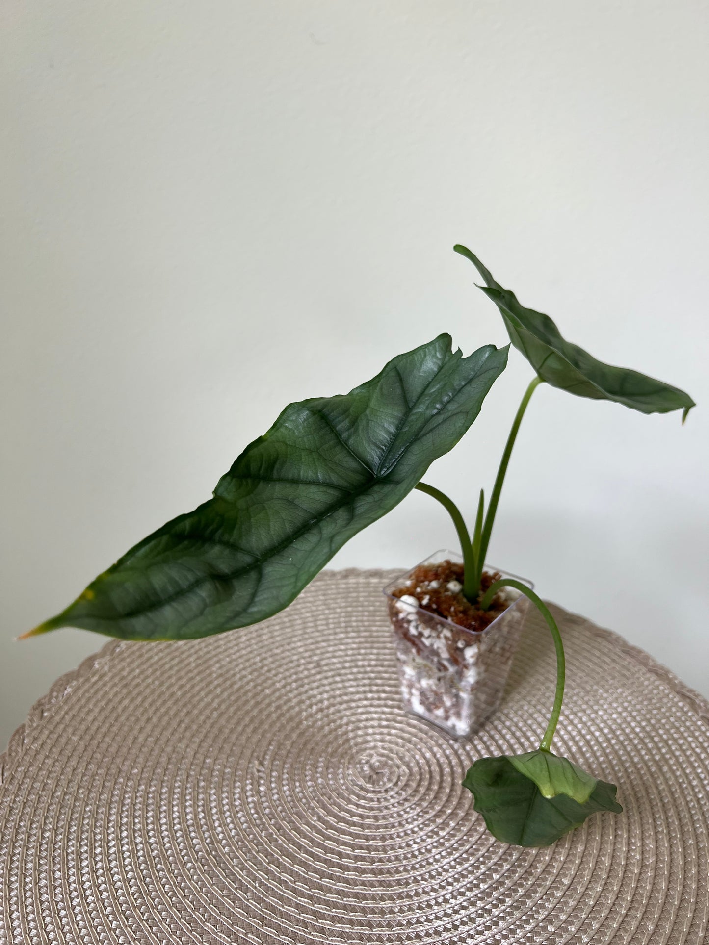 Alocasia Dragon's Breath (33)