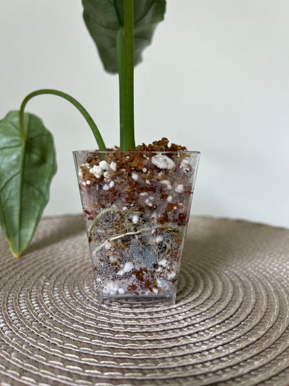 Alocasia Dragon's Breath (33)