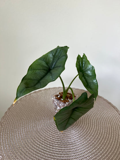 Alocasia Dragon's Breath (41)