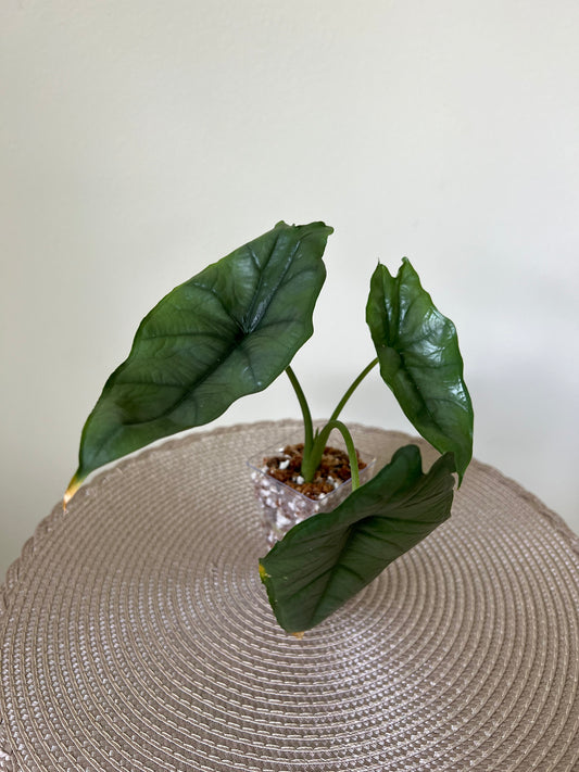 Alocasia Dragon's Breath (41)