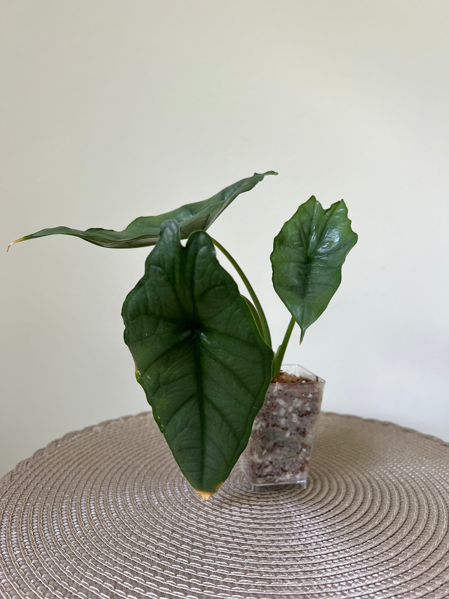 Alocasia Dragon's Breath (41)