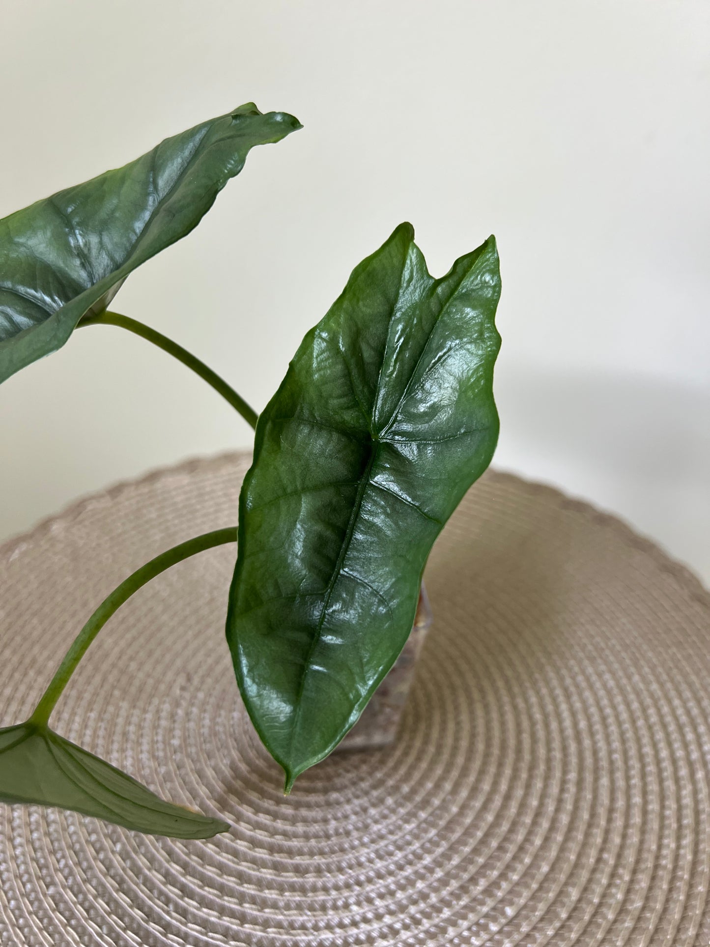 Alocasia Dragon's Breath (41)