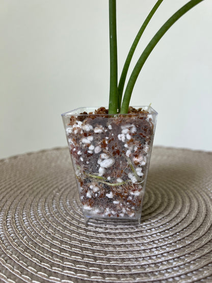 Alocasia Dragon's Breath (41)