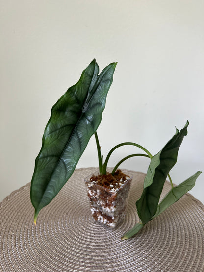 Alocasia Dragon's Breath (46)