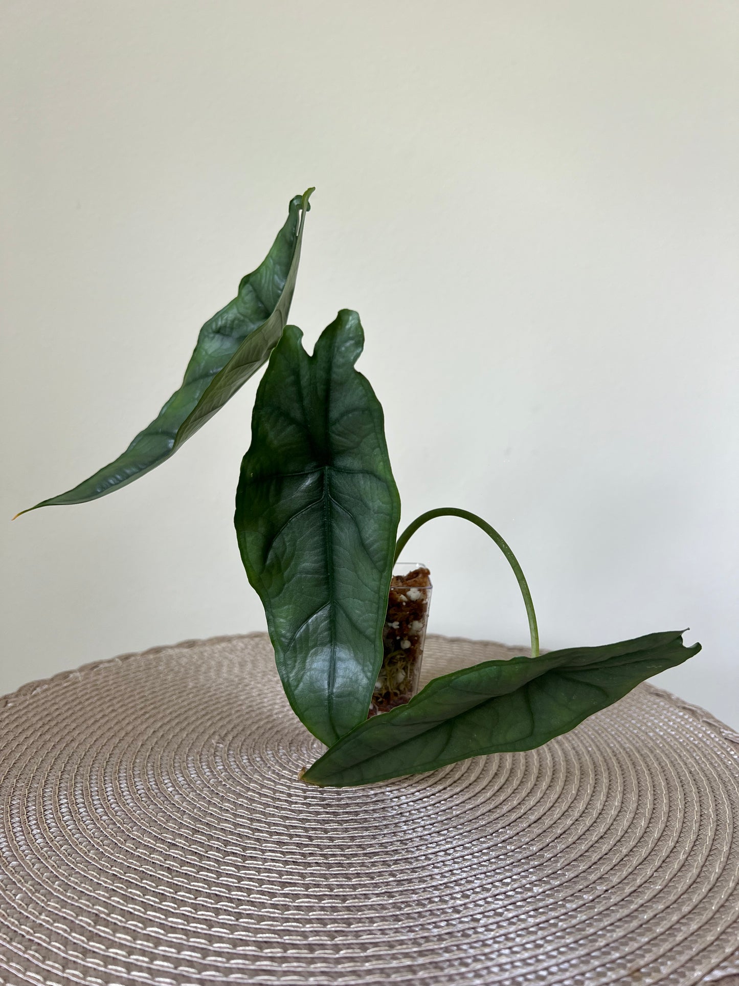 Alocasia Dragon's Breath (46)