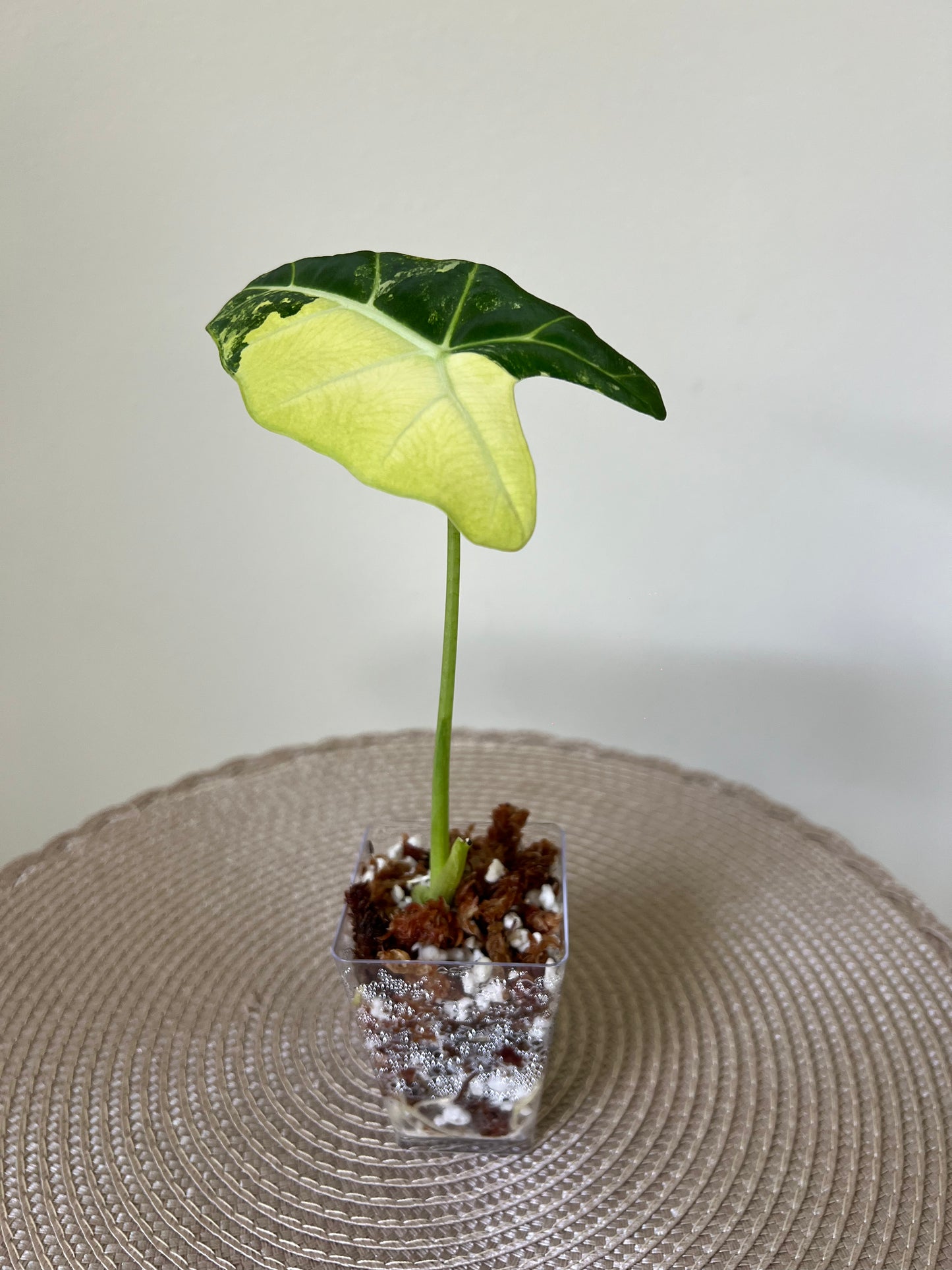 Alocasia variegated Frydek (48)
