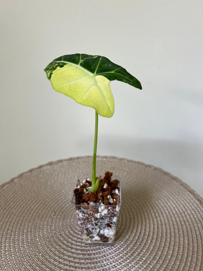 Alocasia variegated Frydek (48)