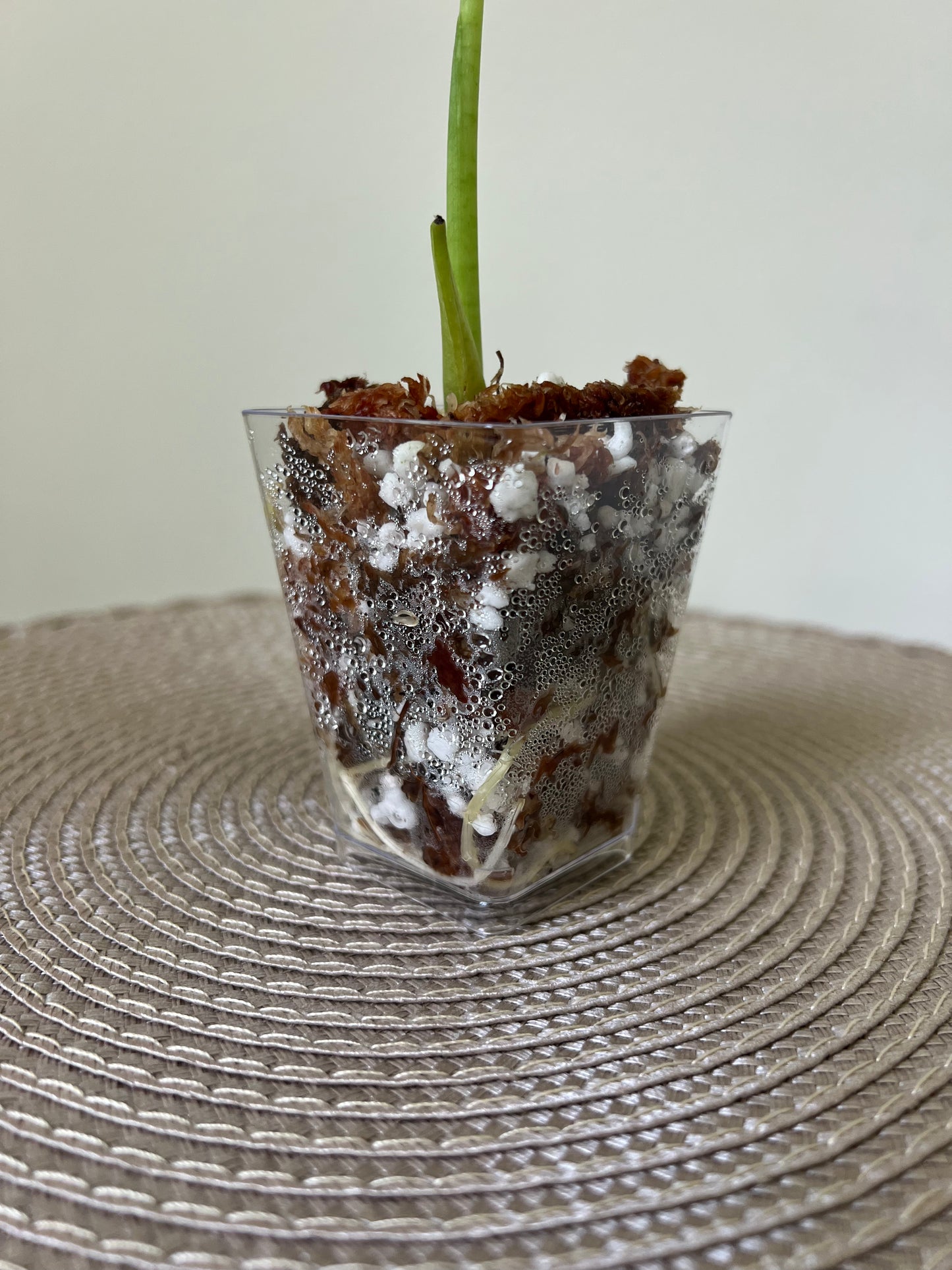 Alocasia variegated Frydek (48)