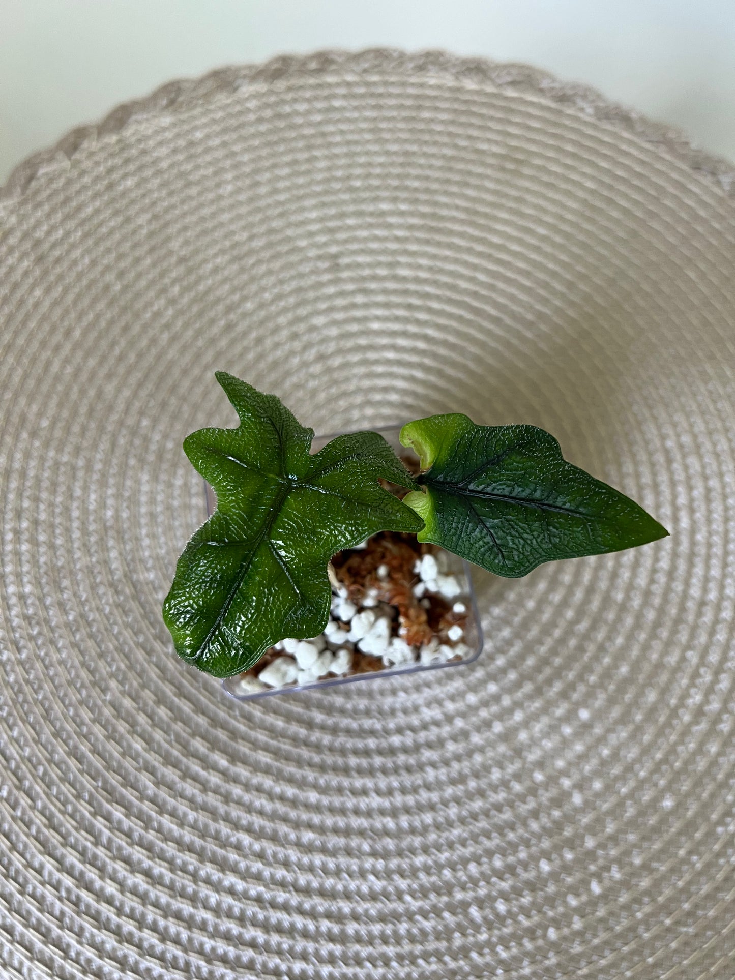 Alocasia Jacklyn (20)