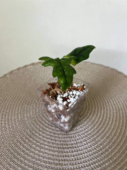 Alocasia Jacklyn (20)