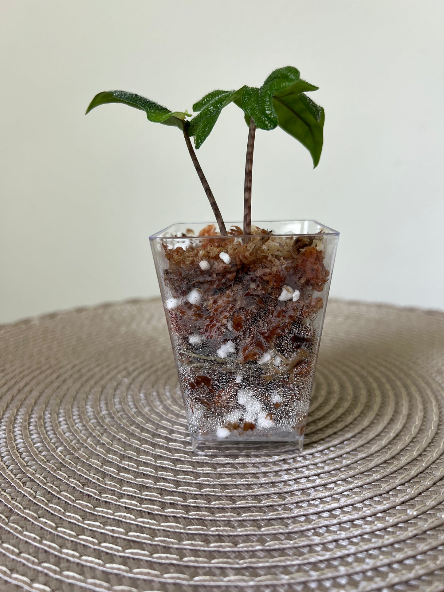 Alocasia Jacklyn (20)