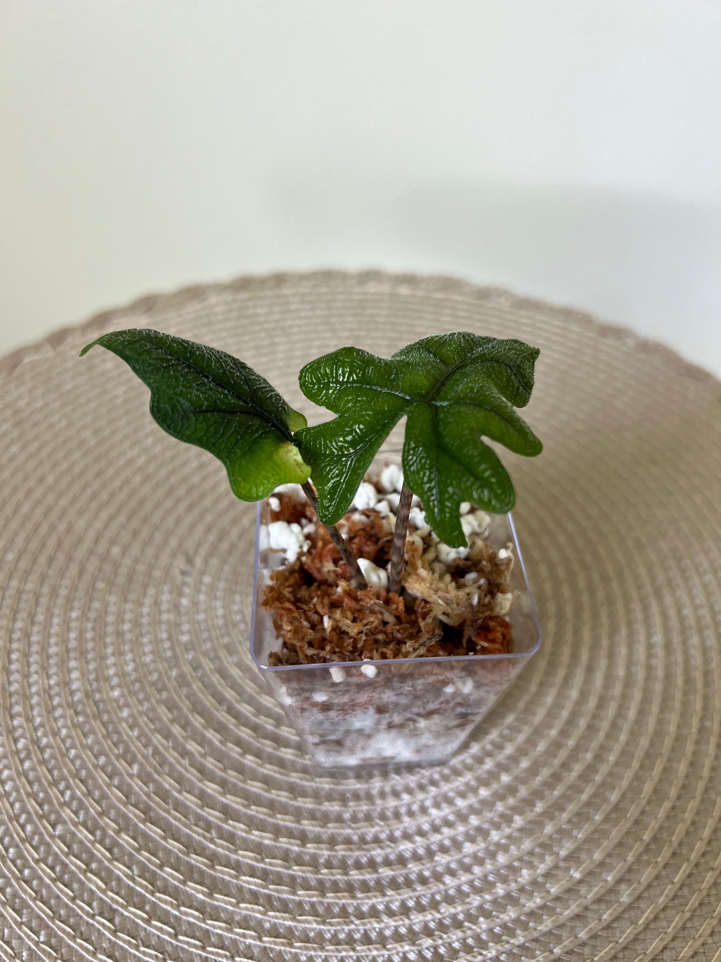 Alocasia Jacklyn (20)