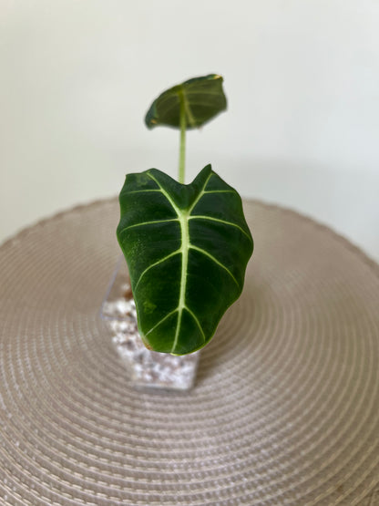 Alocasia variegated Frydek (7)