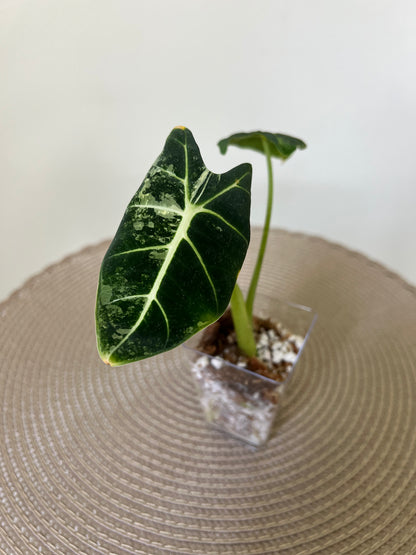Alocasia variegated Frydek (7)