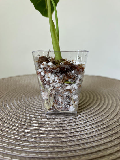 Alocasia variegated Frydek (7)