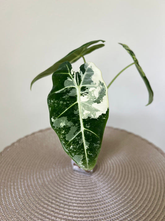 Alocasia variegated Frydek (1)