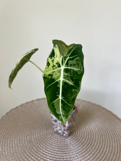 Alocasia variegated Frydek (1)