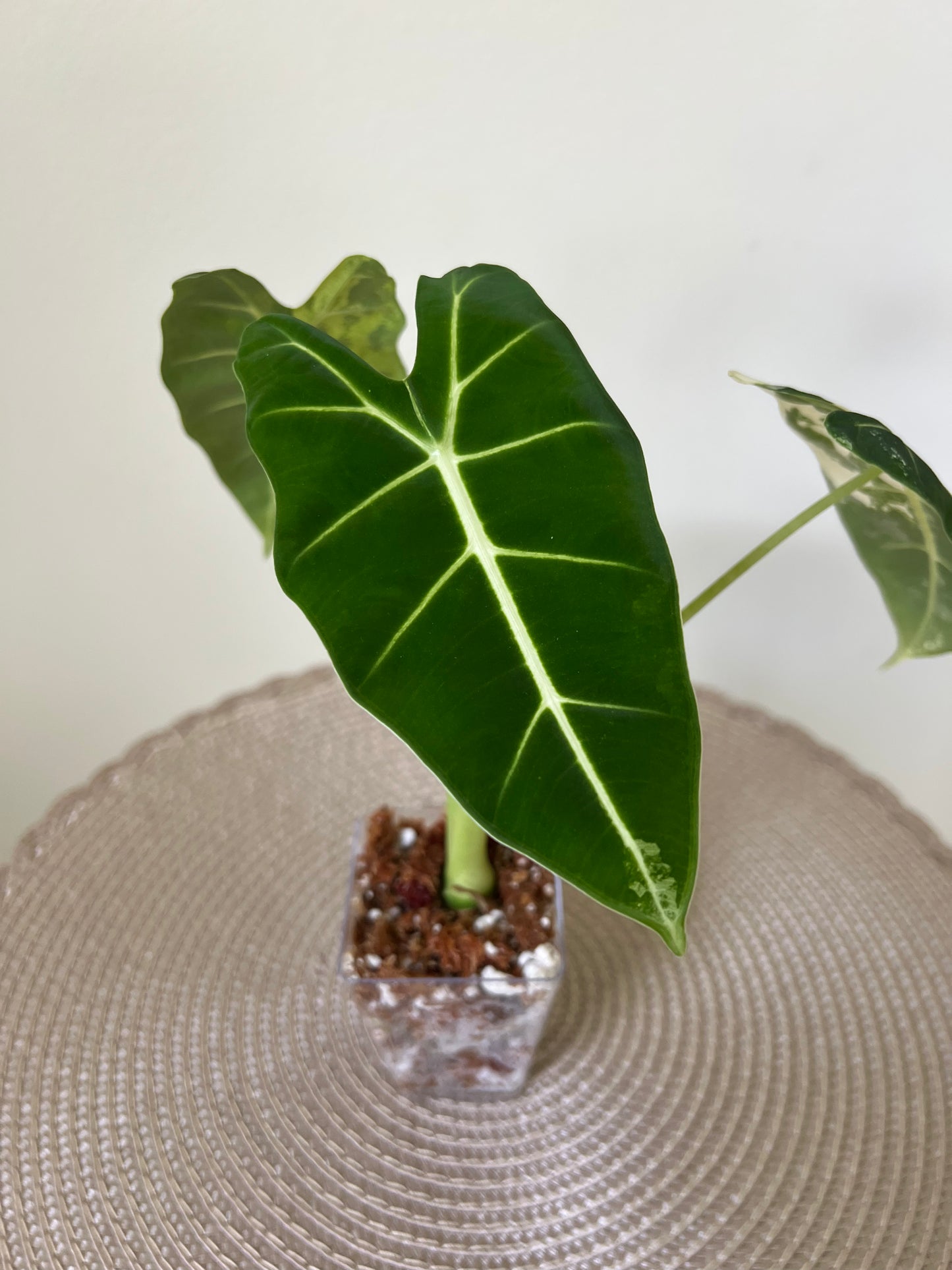 Alocasia variegated Frydek (1)