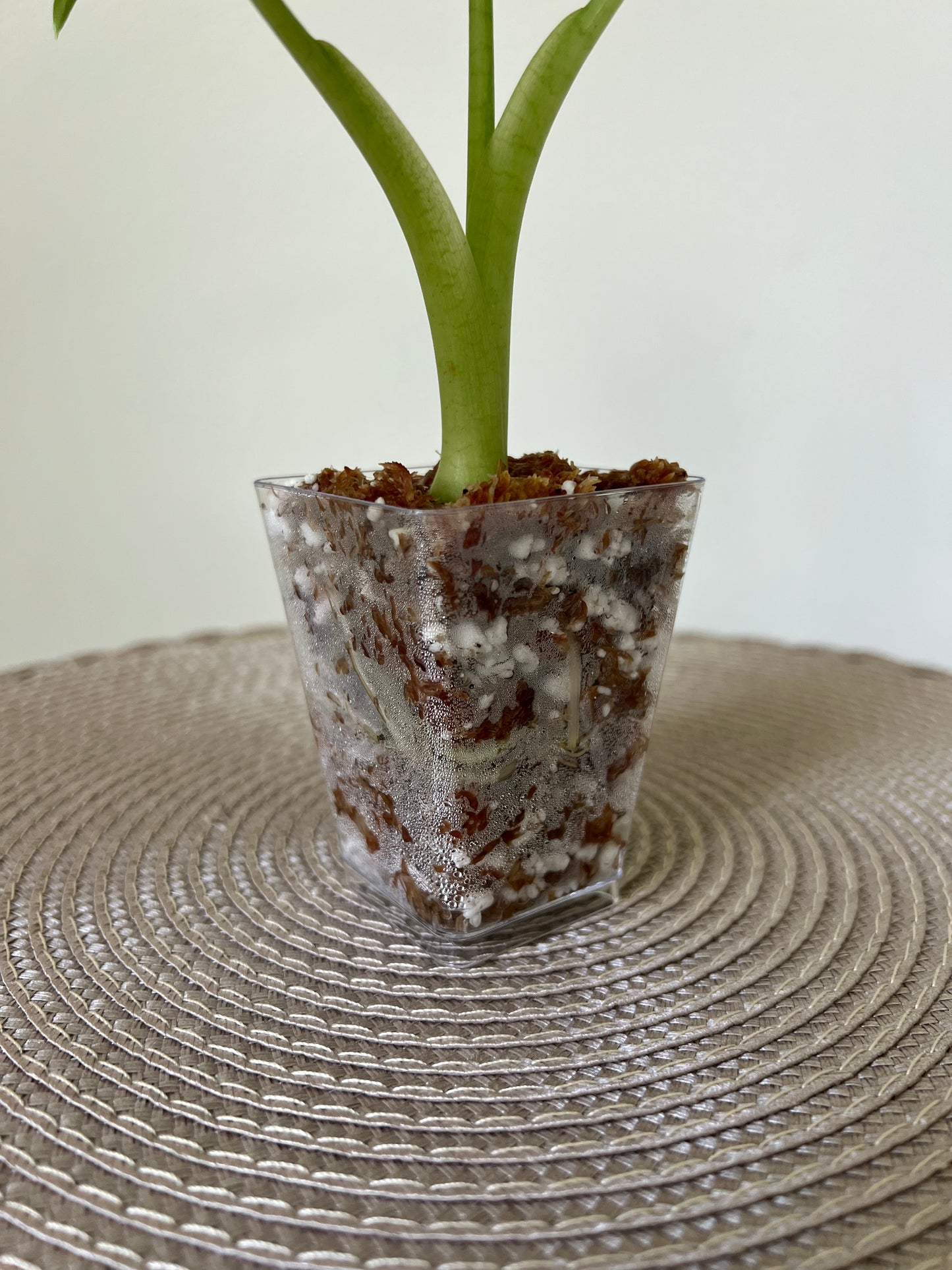 Alocasia variegated Frydek (1)