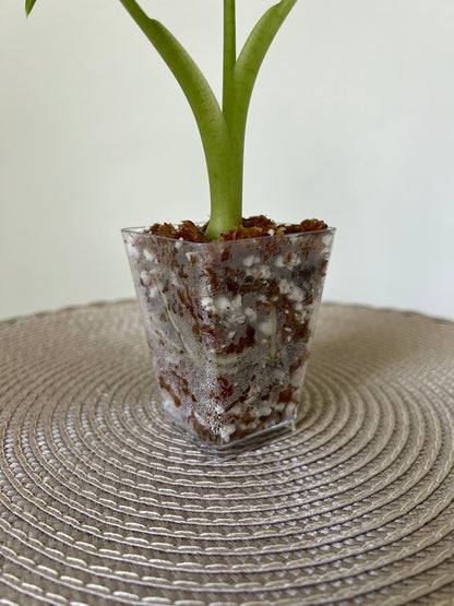 Alocasia variegated Frydek (1)