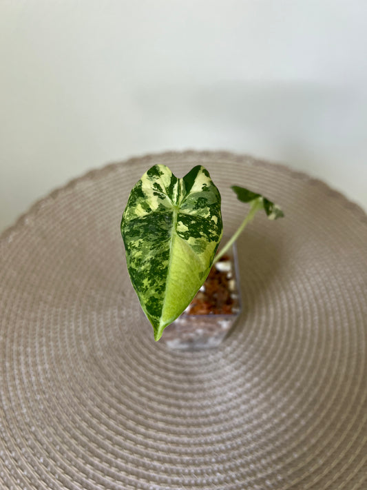 Alocasia variegated frydek (9)